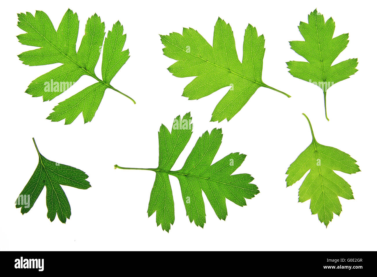 Hawthorn leaves (Crataegus) Stock Photo