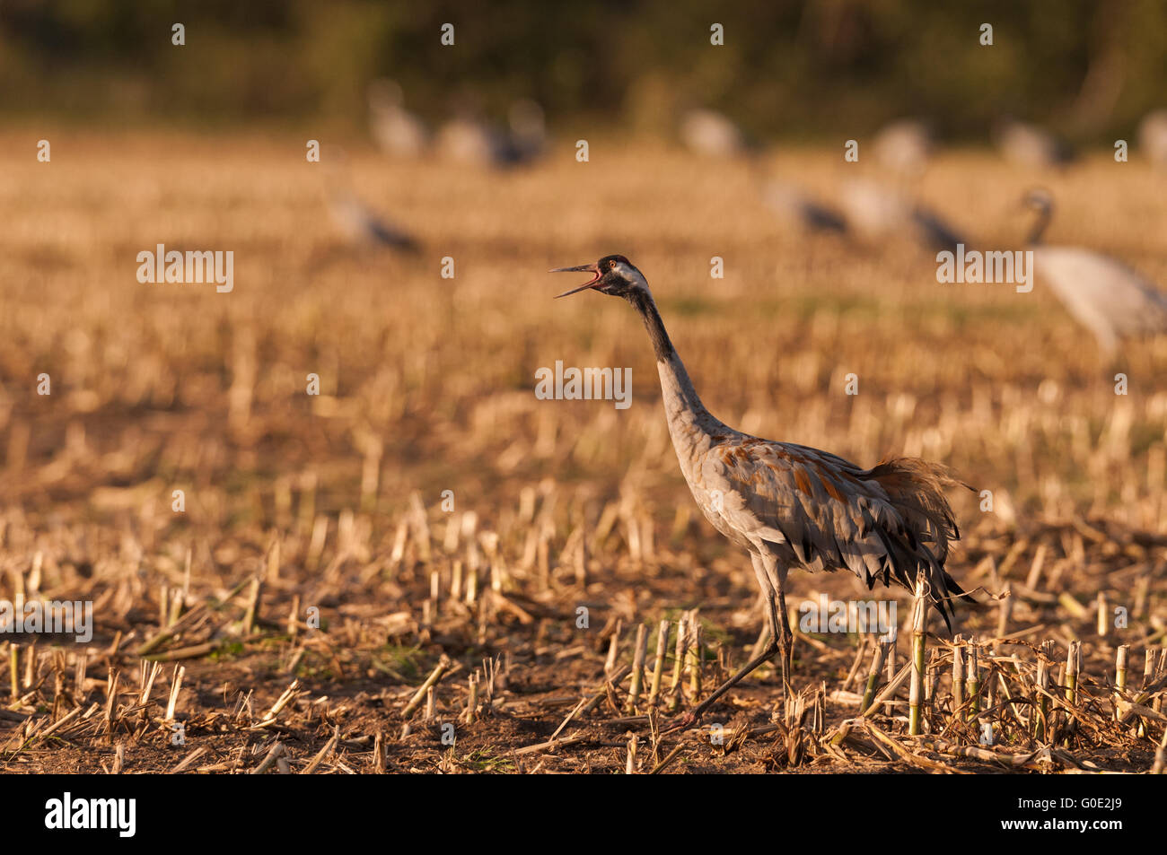Common crane in Germany Stock Photo