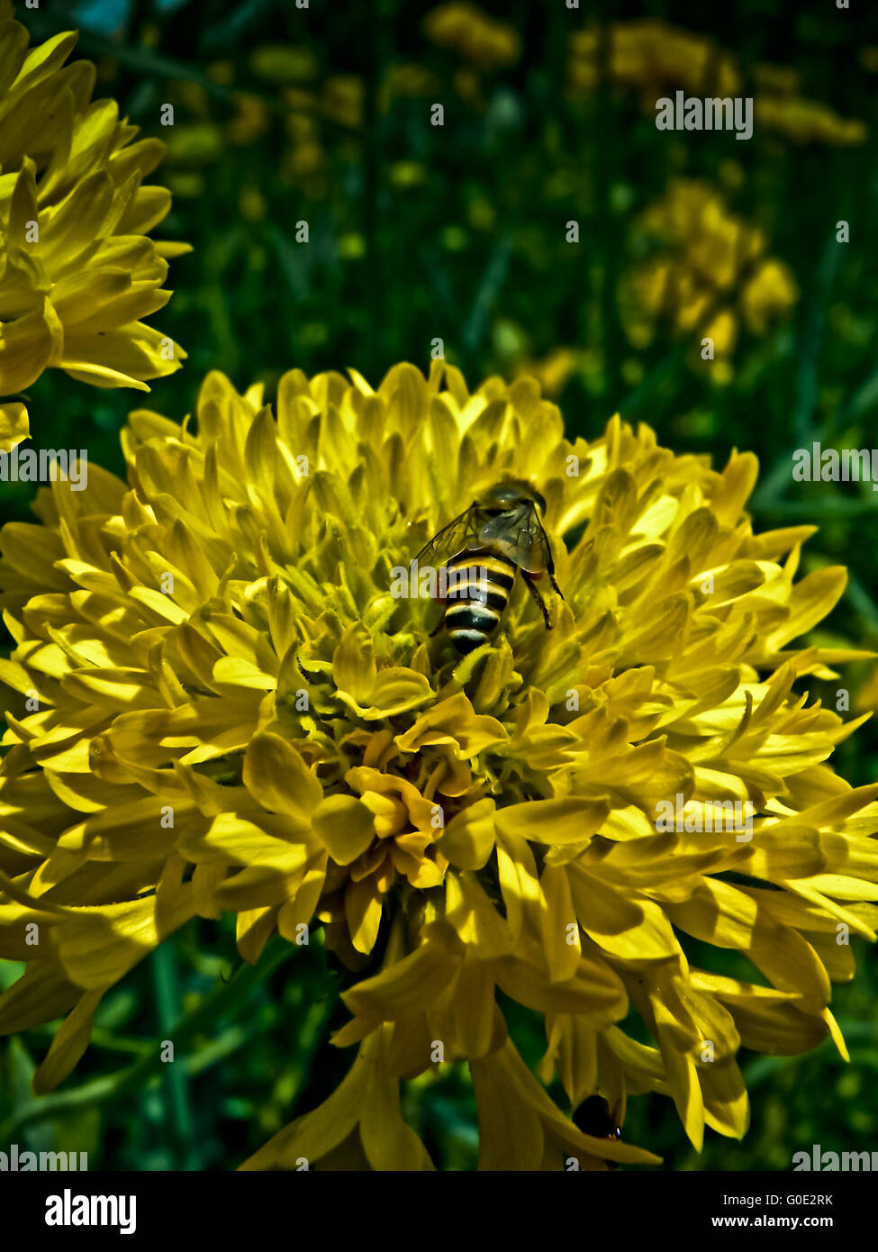 Honey bee gathering pollen from a Calendula officinalis flower Stock ...