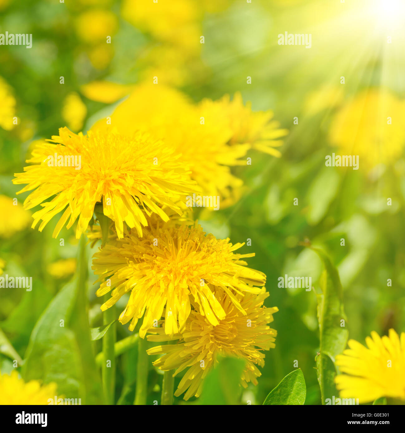 Yellow dandelions on the green field Stock Photo