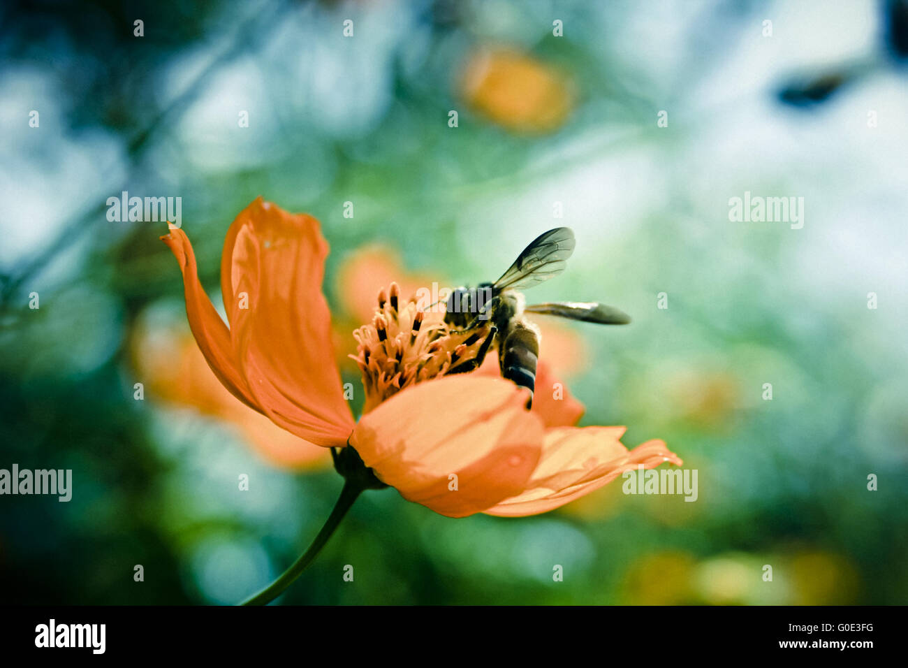 Honey bee gathering pollen from a cosmos flower Stock Photo - Alamy