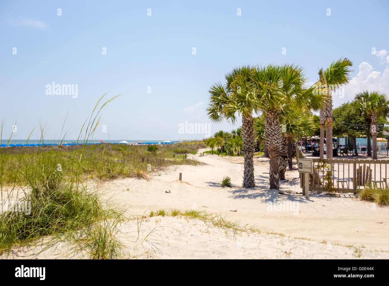 Palmetto hires stock photography and images Alamy