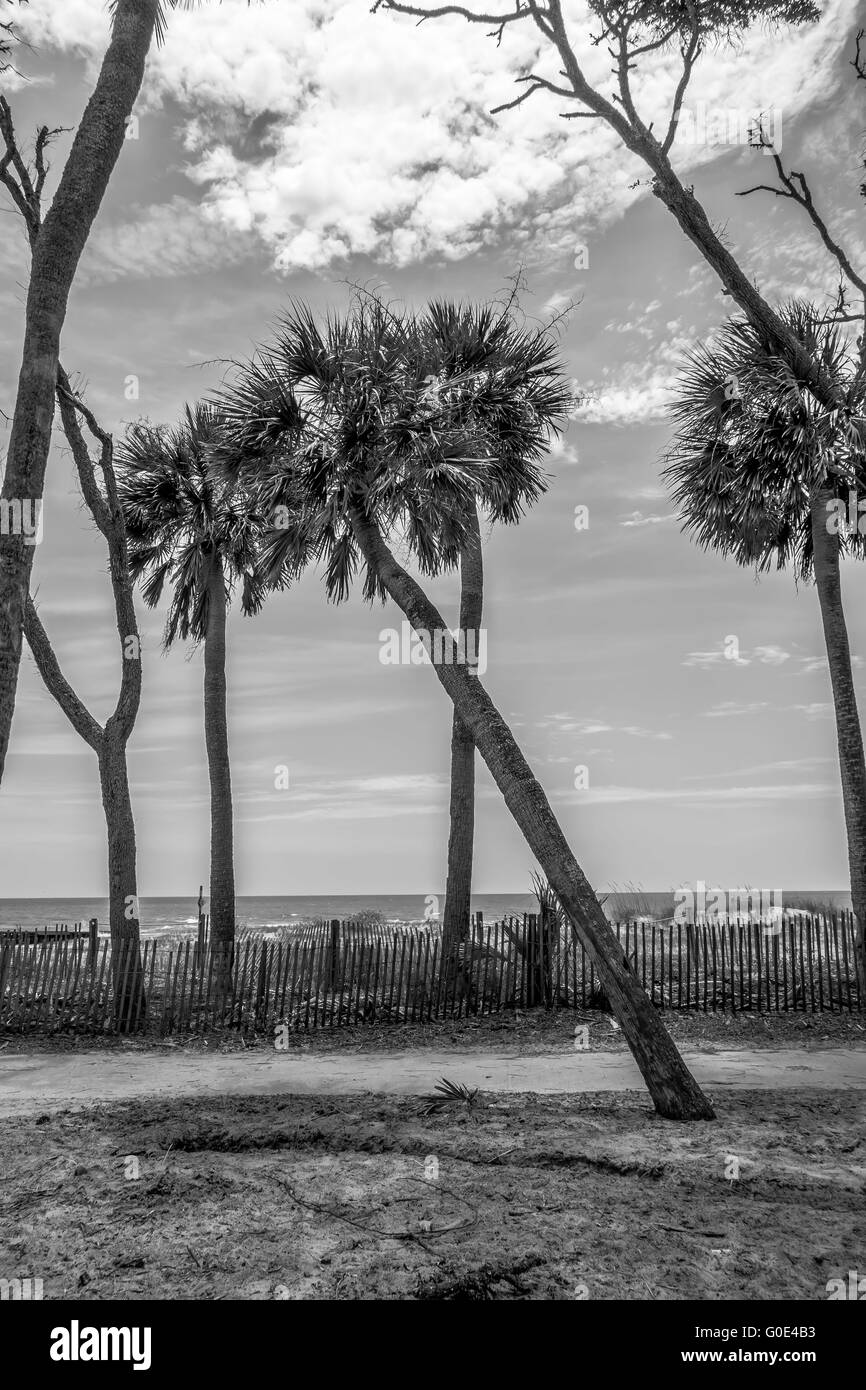 Palmetto beach Black and White Stock Photos & Images - Alamy