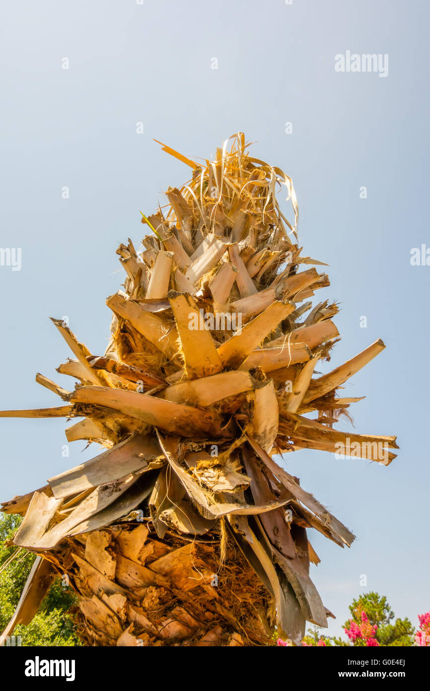 palm trees in state usa Stock Photo Alamy