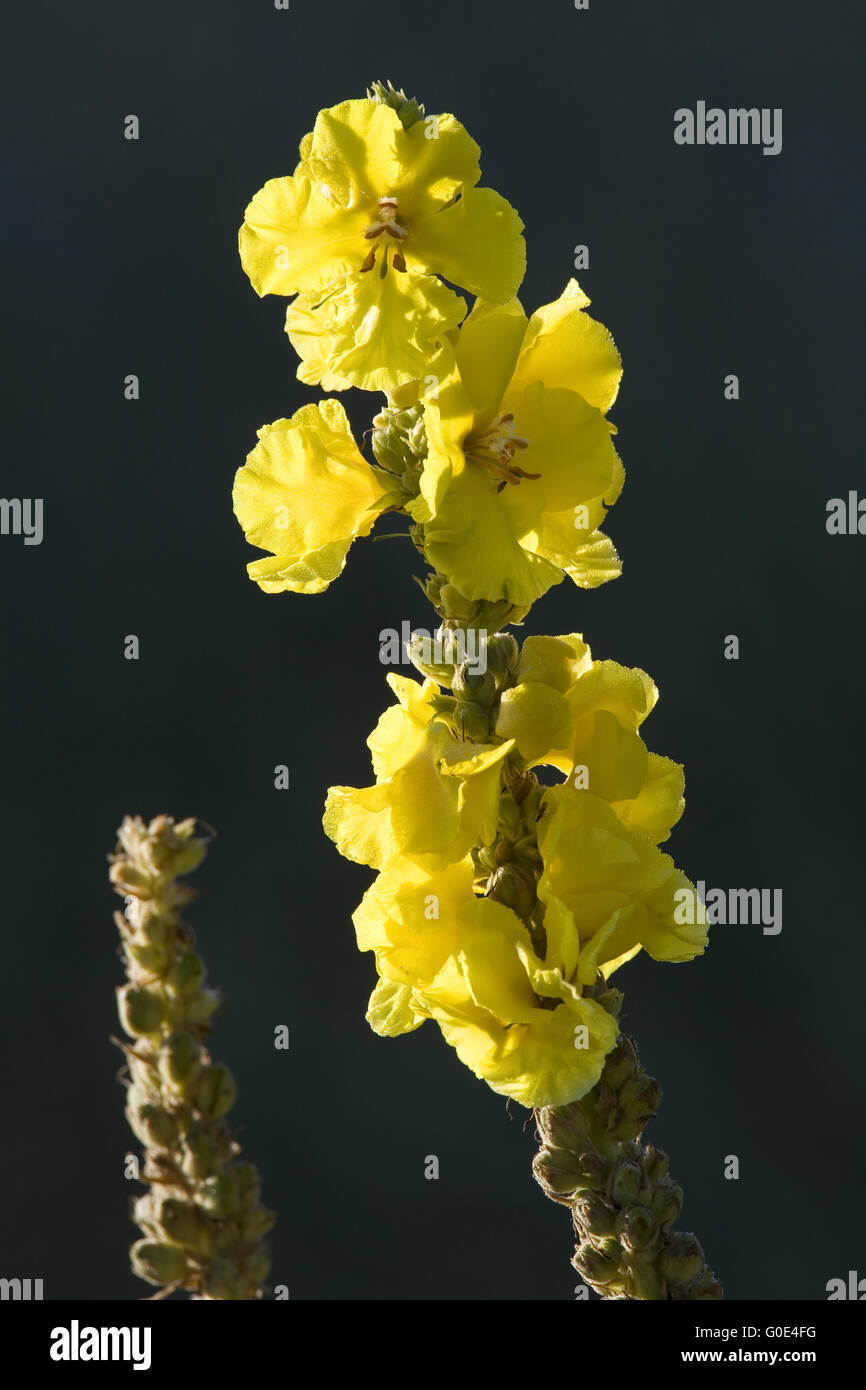 Denseflower Mullein a plant of the genus Verbascum Stock Photo