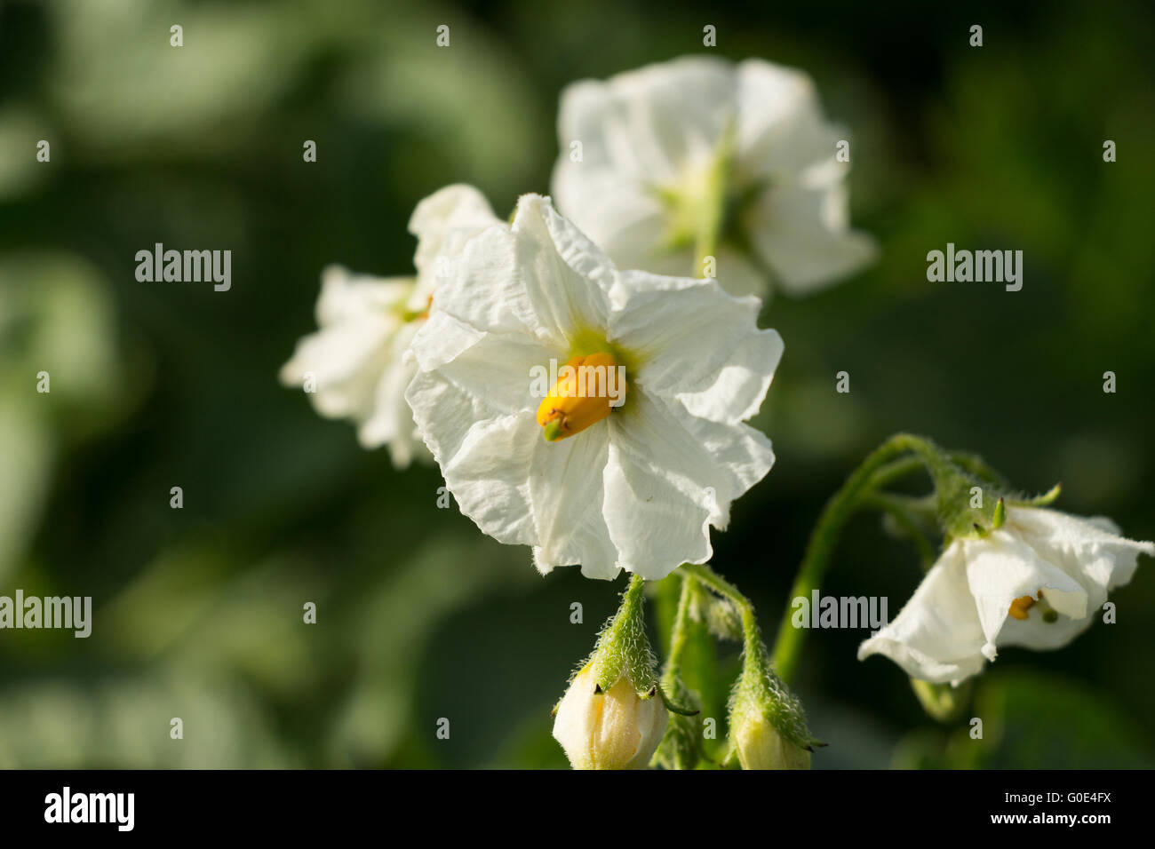 potato flower Stock Photo