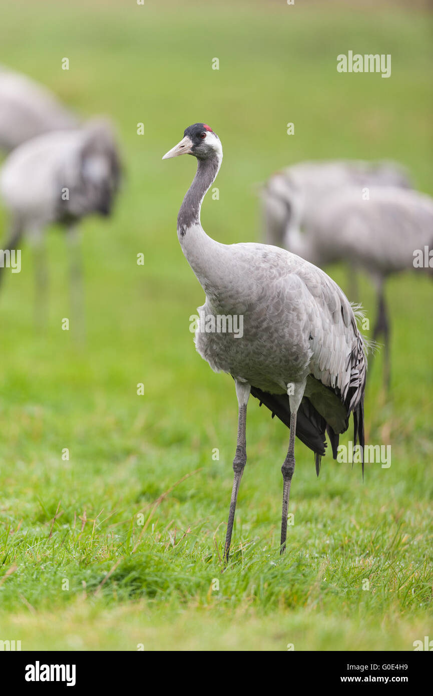 Common crane -Mecklenburg-Vorpommern- Stock Photo