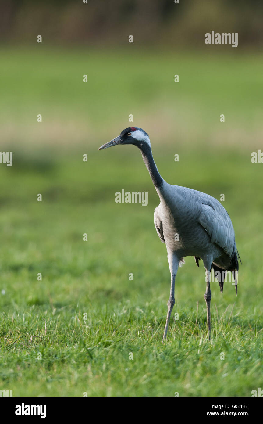 Common crane -Mecklenburg-Vorpommern- Stock Photo