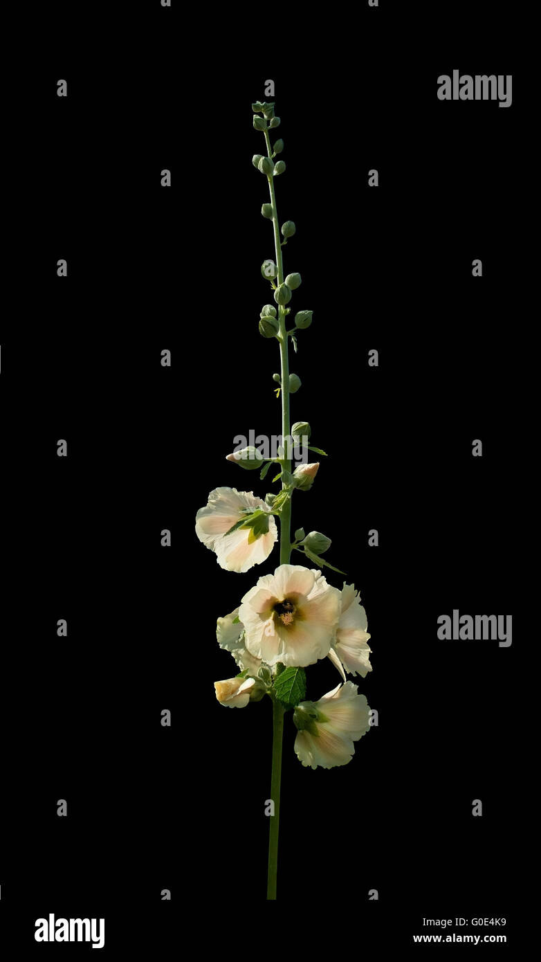 Plants flowers hollyhock flower hi-res stock photography and images - Alamy