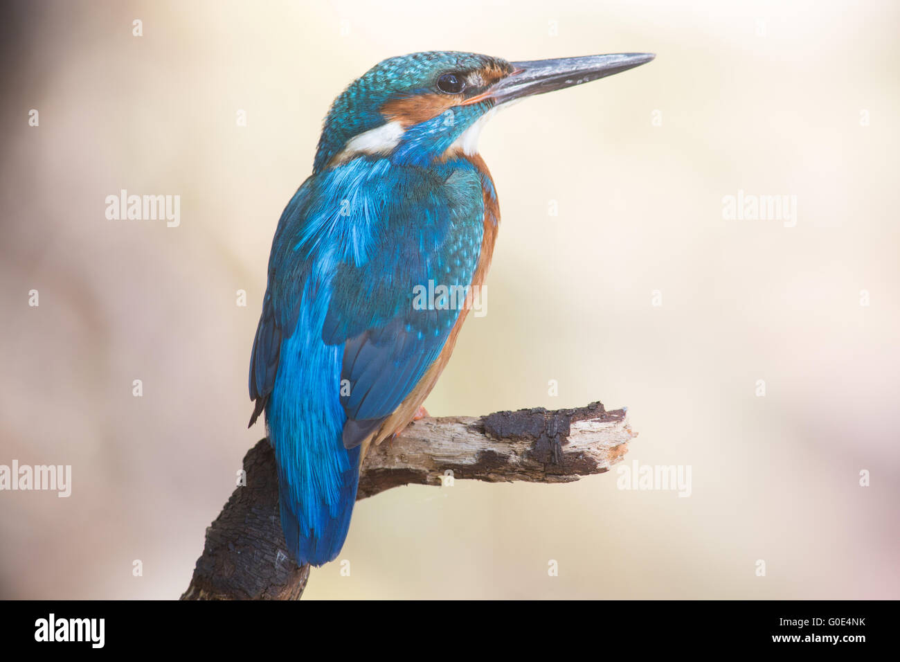 kingfisher Stock Photo