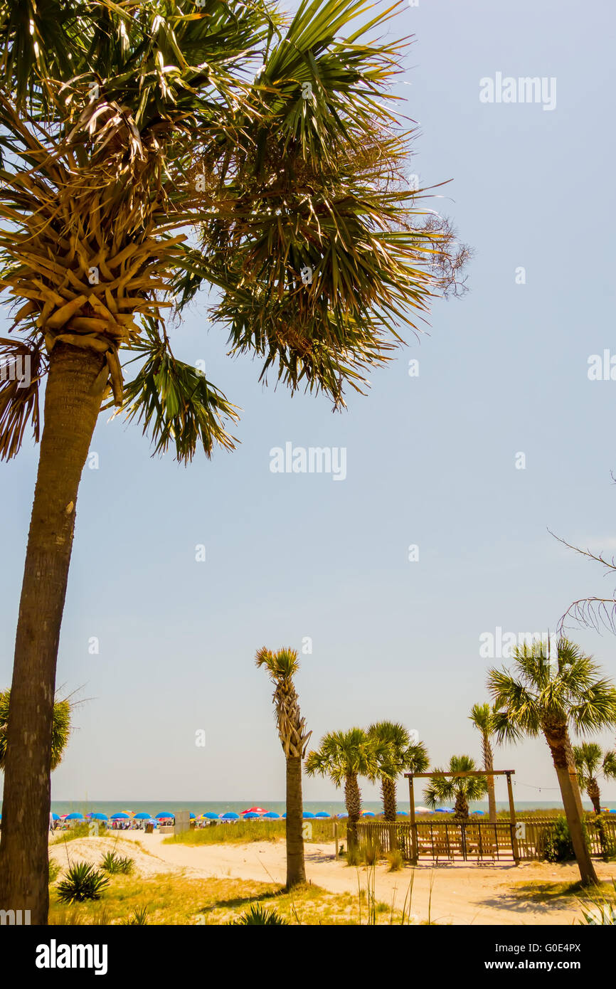 palm trees in state usa Stock Photo Alamy