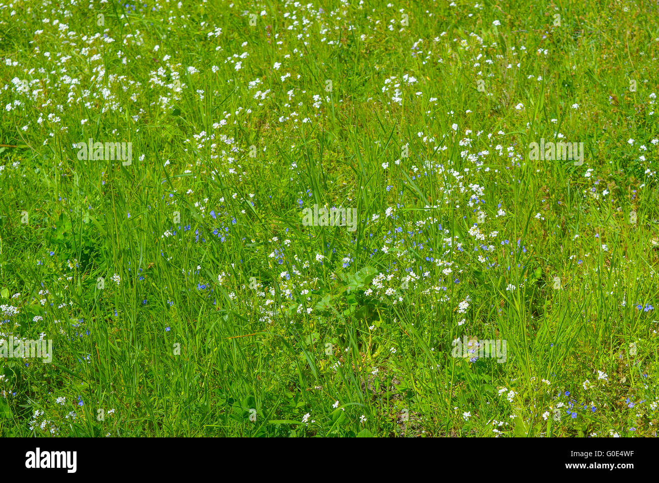 Green grass field and bright blue flowers Stock Photo