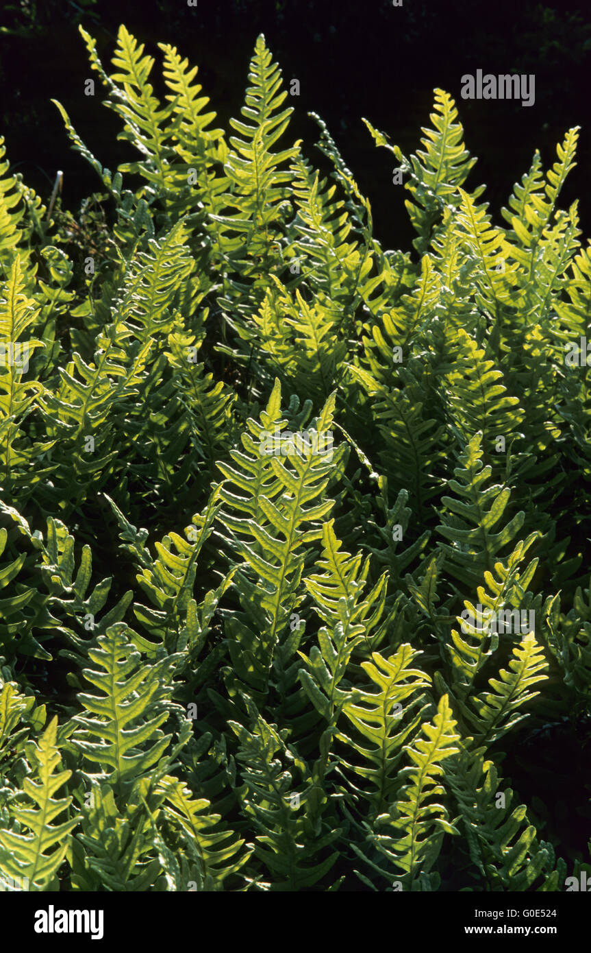Common Polypody is found in semi-shaded locations Stock Photo