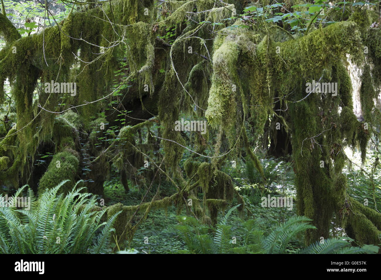 Hoh Rainforest, Hall of Mosses Stock Photo