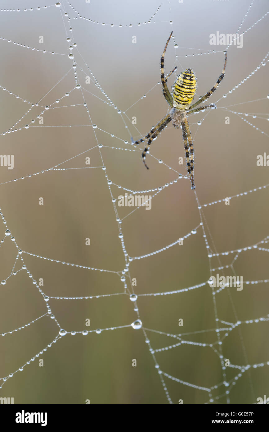 wasp spider in a German marsh Stock Photo