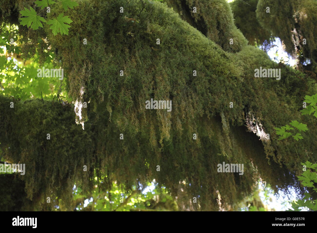 Moss covered branches Stock Photo