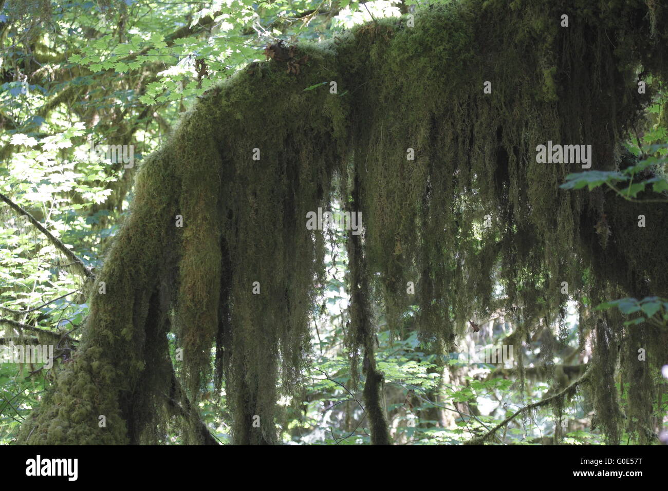 Mosses on a Tree Stock Photo