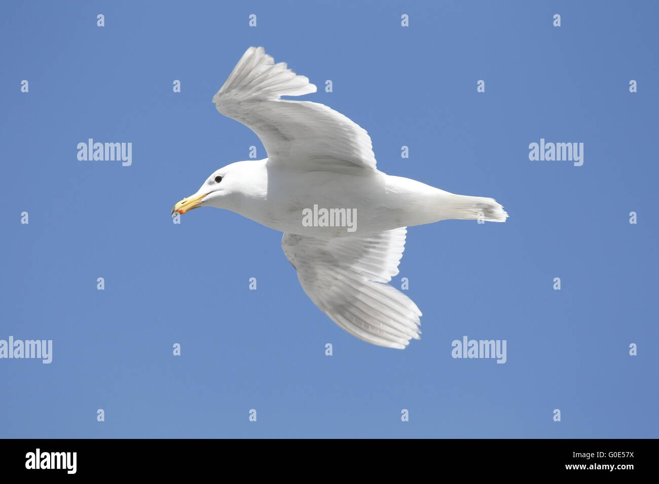 Glaucous winged gull Stock Photo