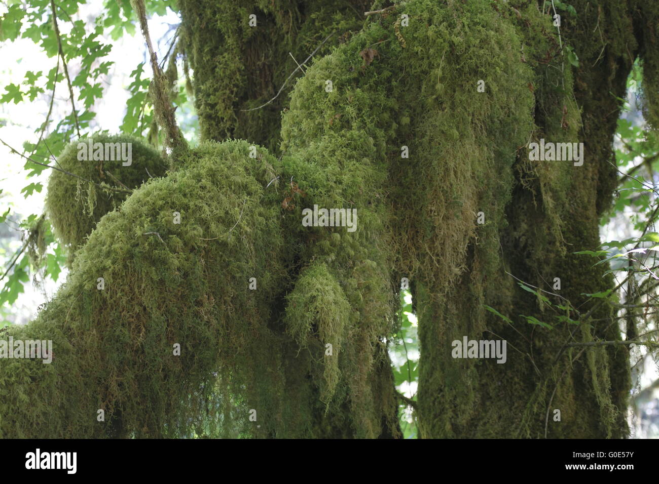 Moss covered branches Stock Photo