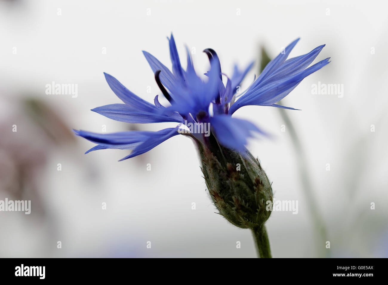 Bluebottle (Centaurea cyans), Cornflower Stock Photo