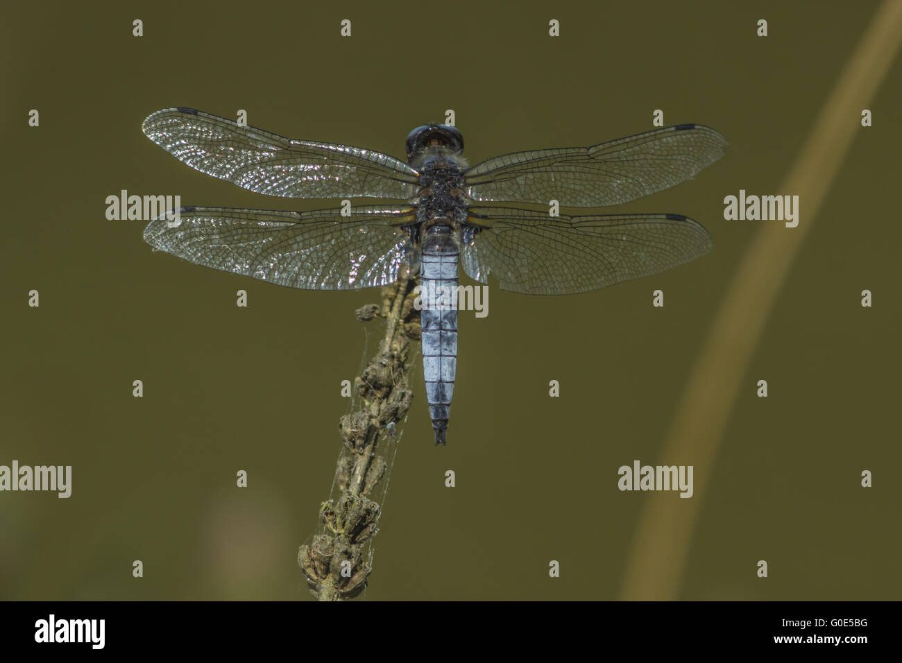 Animals of the world hi-res stock photography and images - Alamy