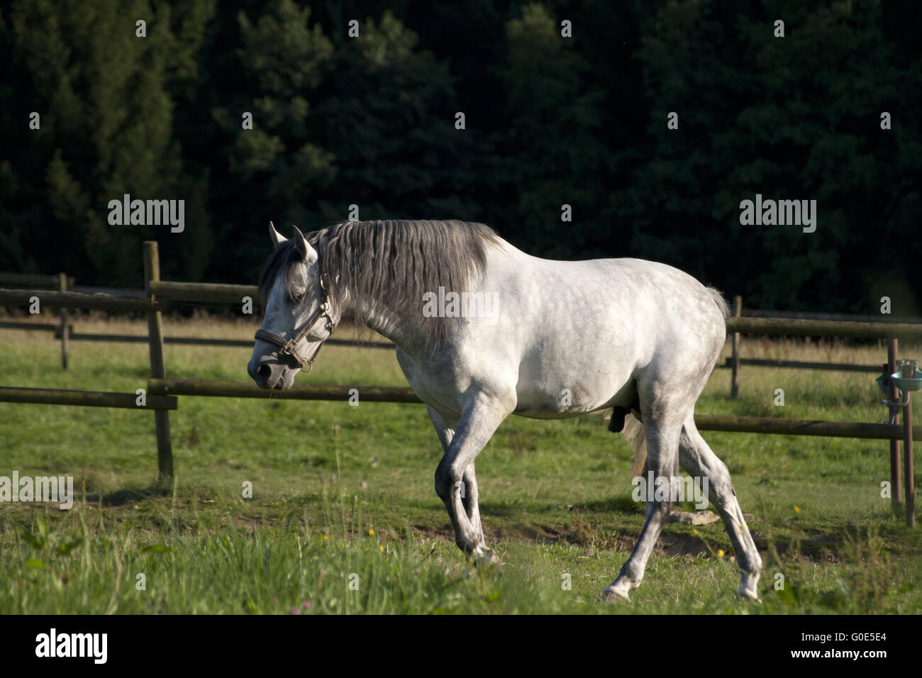 White Horse on field run free Stock Photo