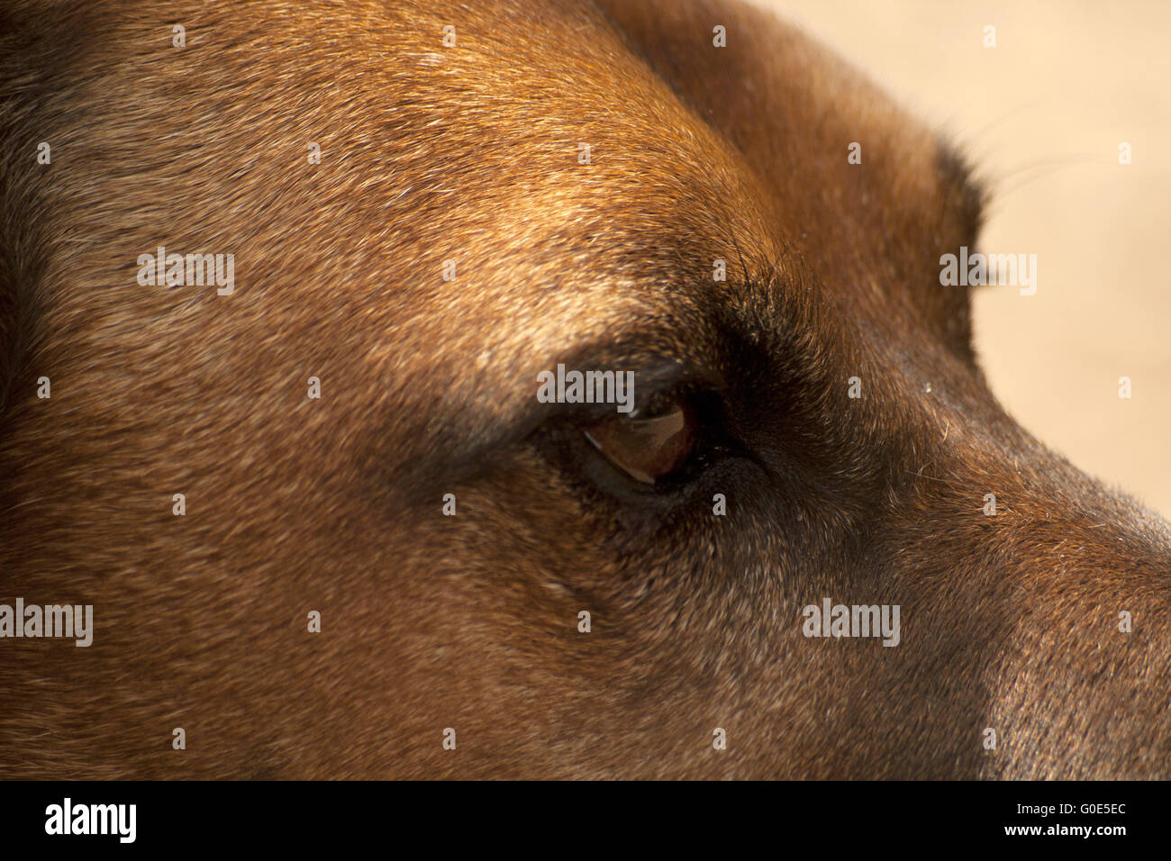 Dogs Eyes Close up Stock Photo Alamy