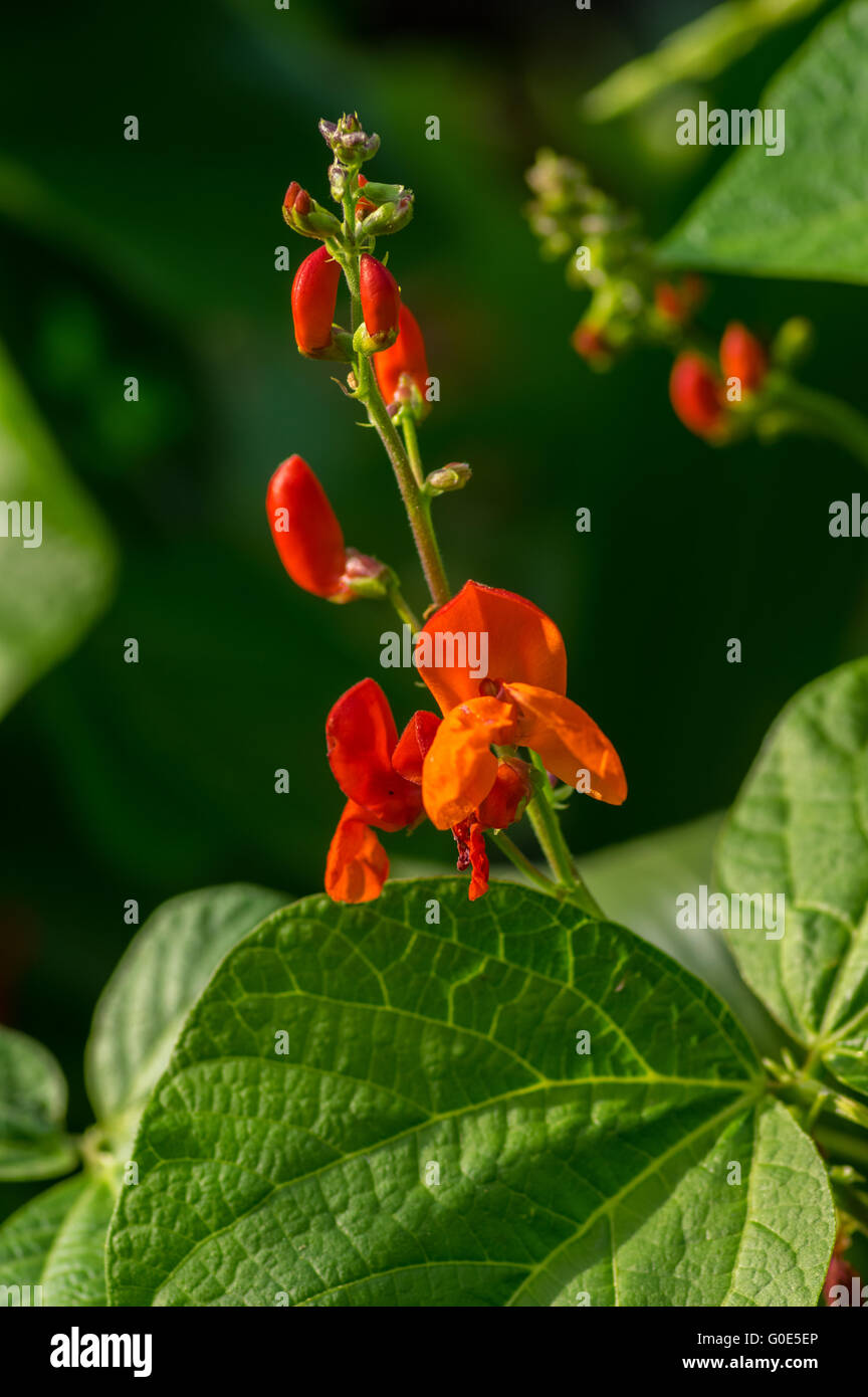 Phaseolus coccineus bohne hi-res stock photography and images - Alamy