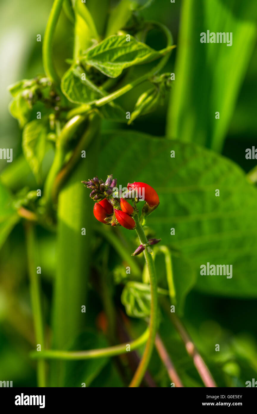 Phaseolus coccineus bohne hi-res stock photography and images - Alamy