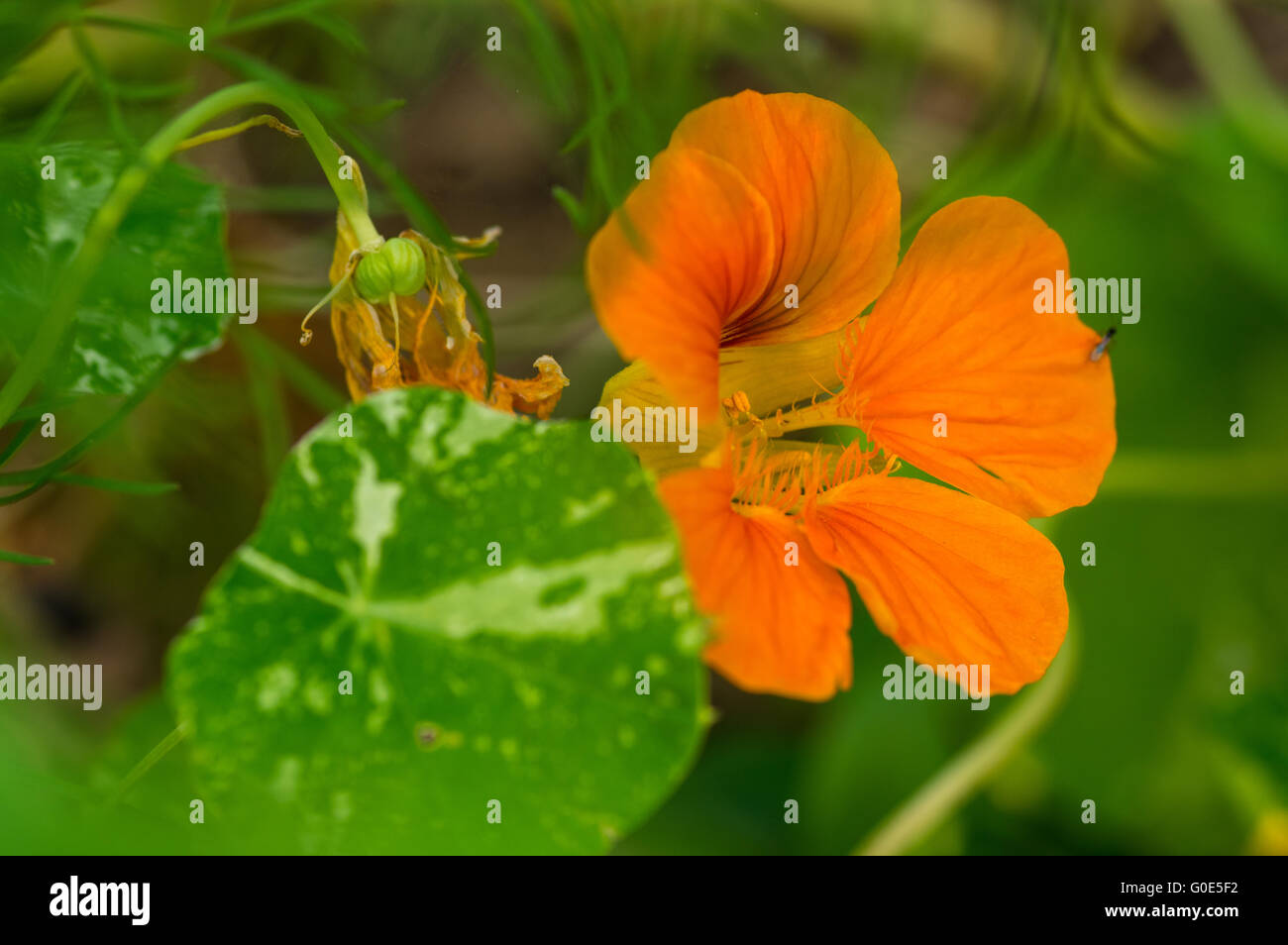 Beautiful summer flower Stock Photo