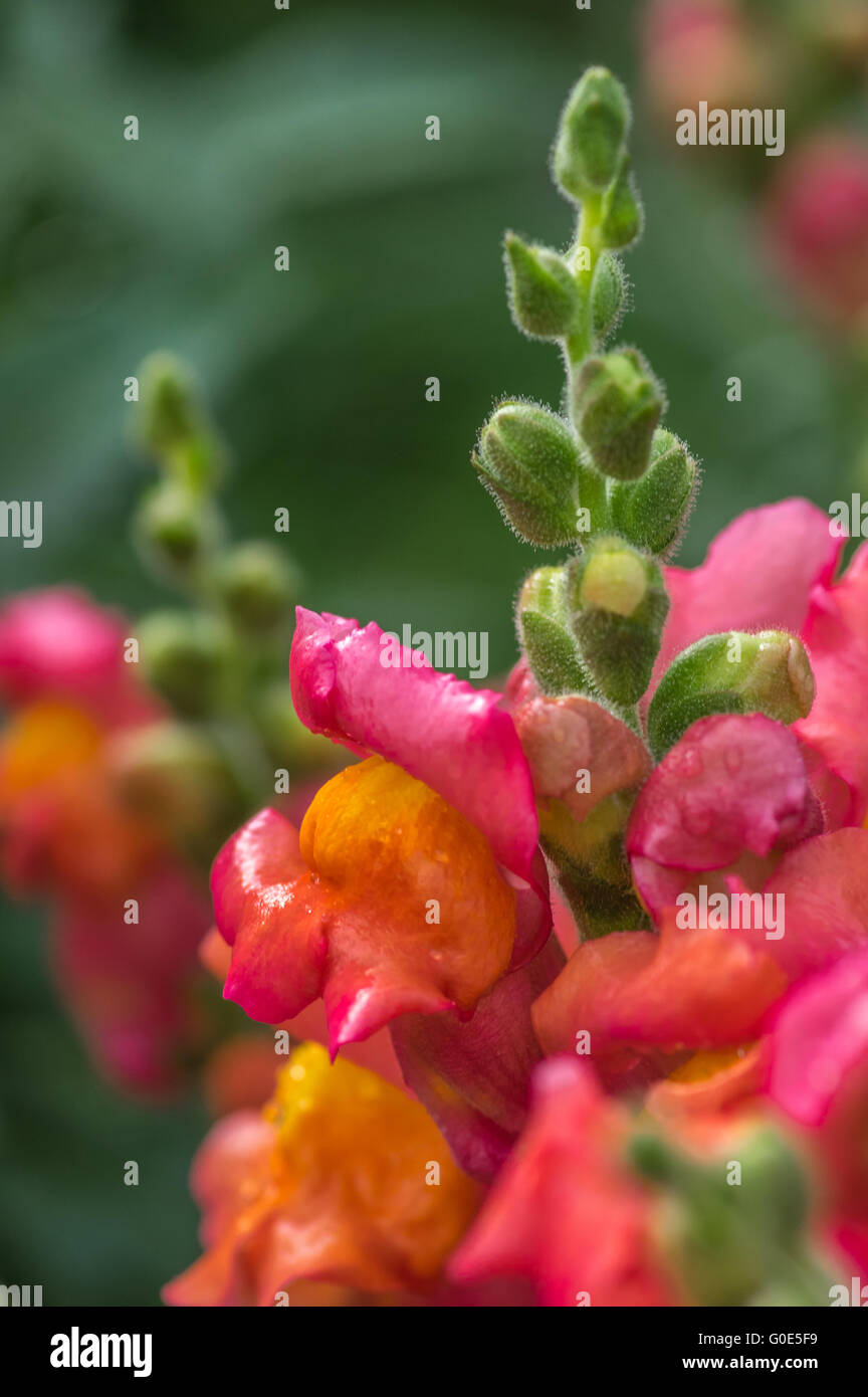 Beautiful summer flower Stock Photo