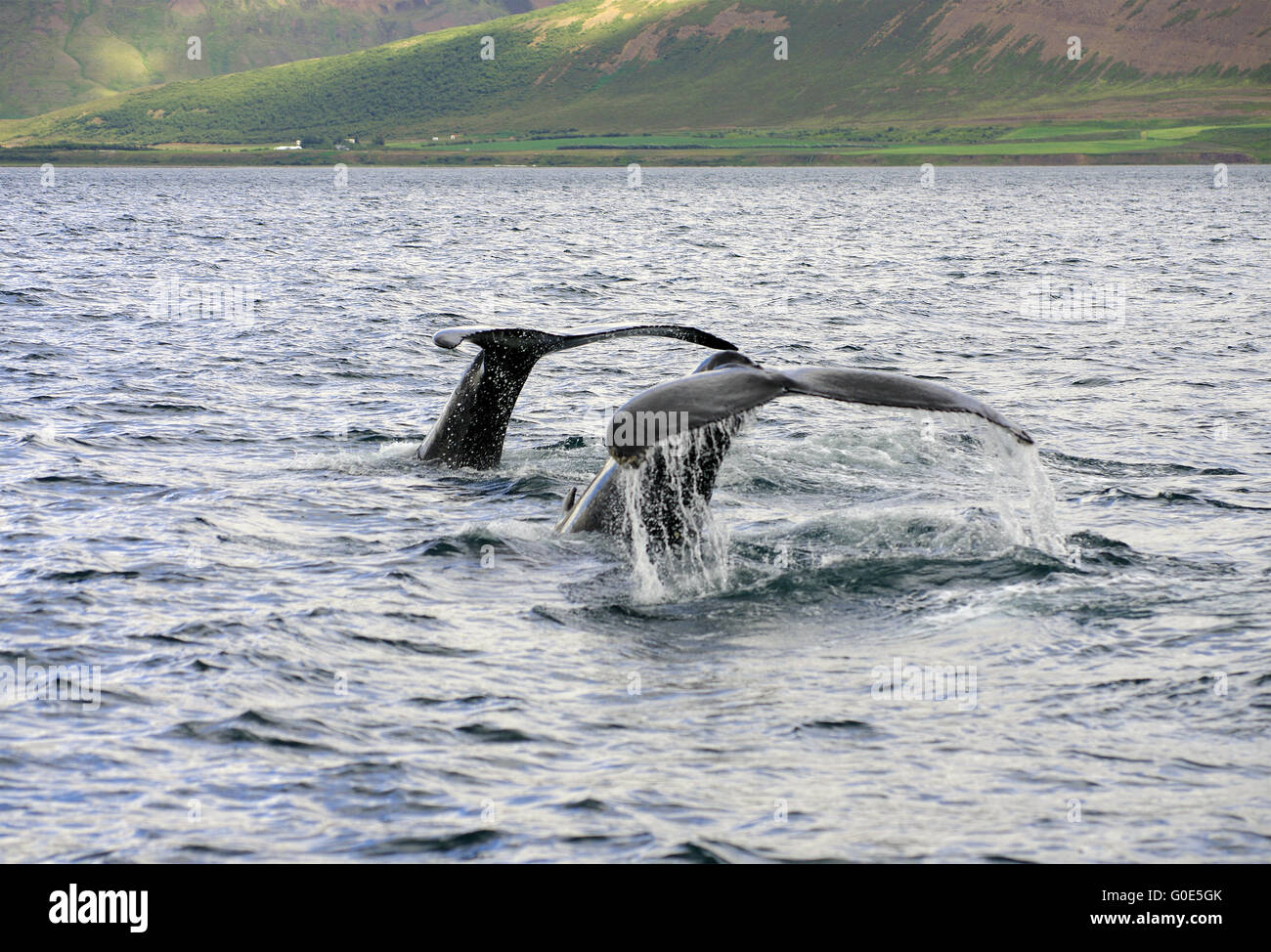 diving humpback whale Stock Photo