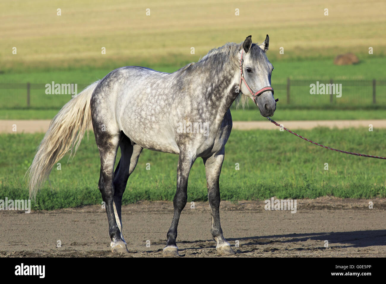 Орловский скакун 5 букв. Орловский скакун 5 букв. Орловский скакун. Скрещивание орловских рысаков. Лошадь породы орловский рысак.