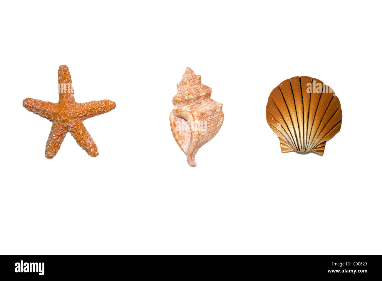 shells and starfish isolated Stock Photo