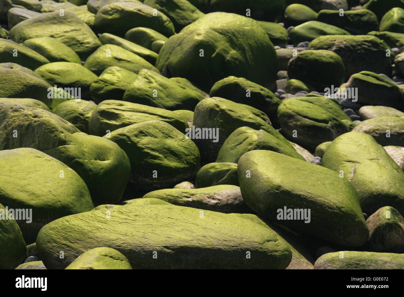 algae grow on Stones green pebbles Stock Photo Alamy