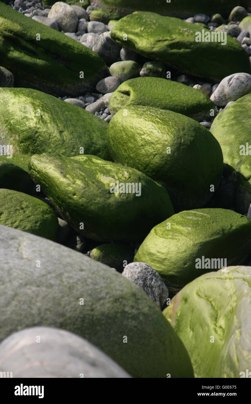 algae grow on Stones green pebbles Stock Photo Alamy