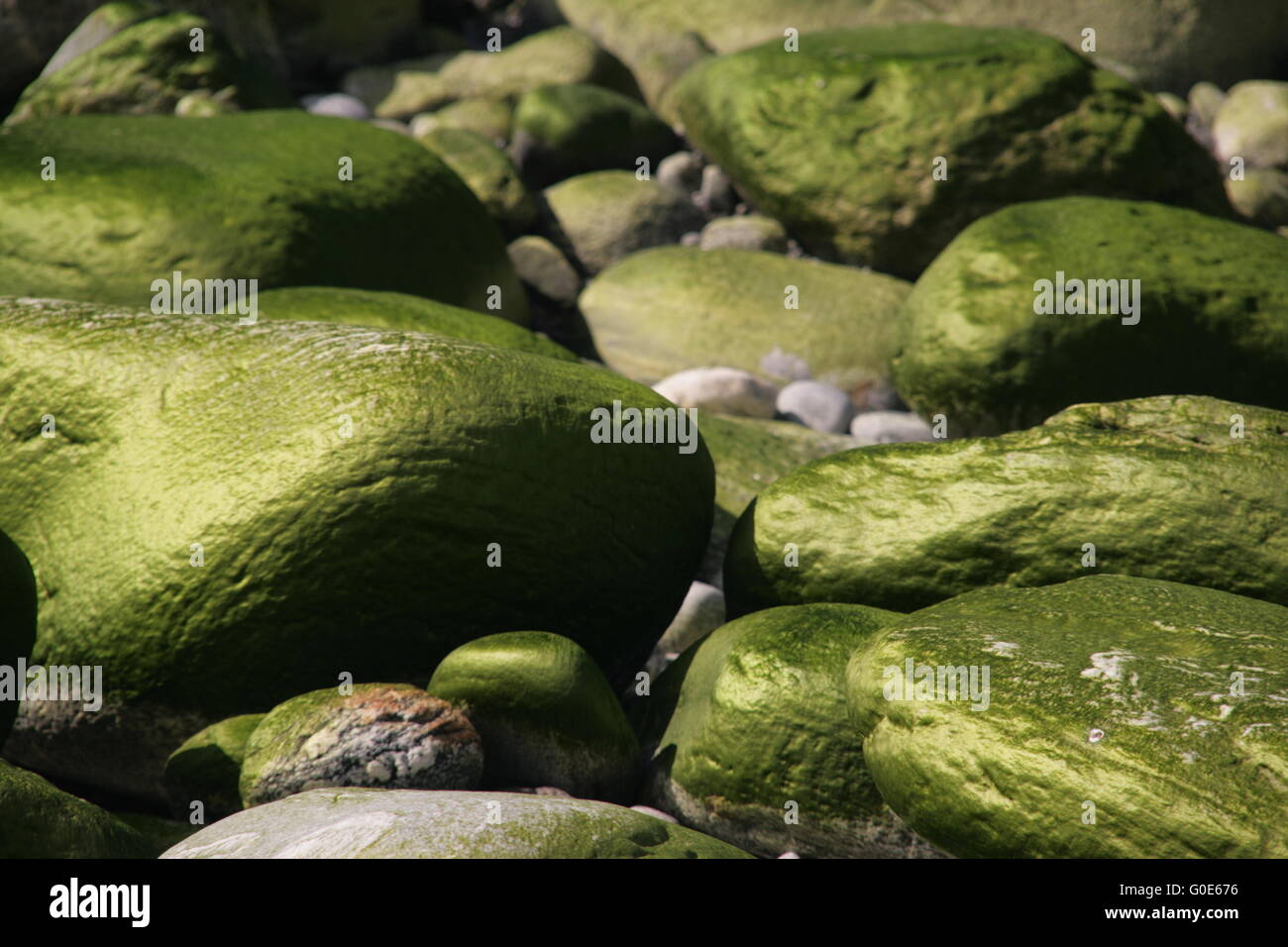 algae grow on Stones green pebbles Stock Photo Alamy