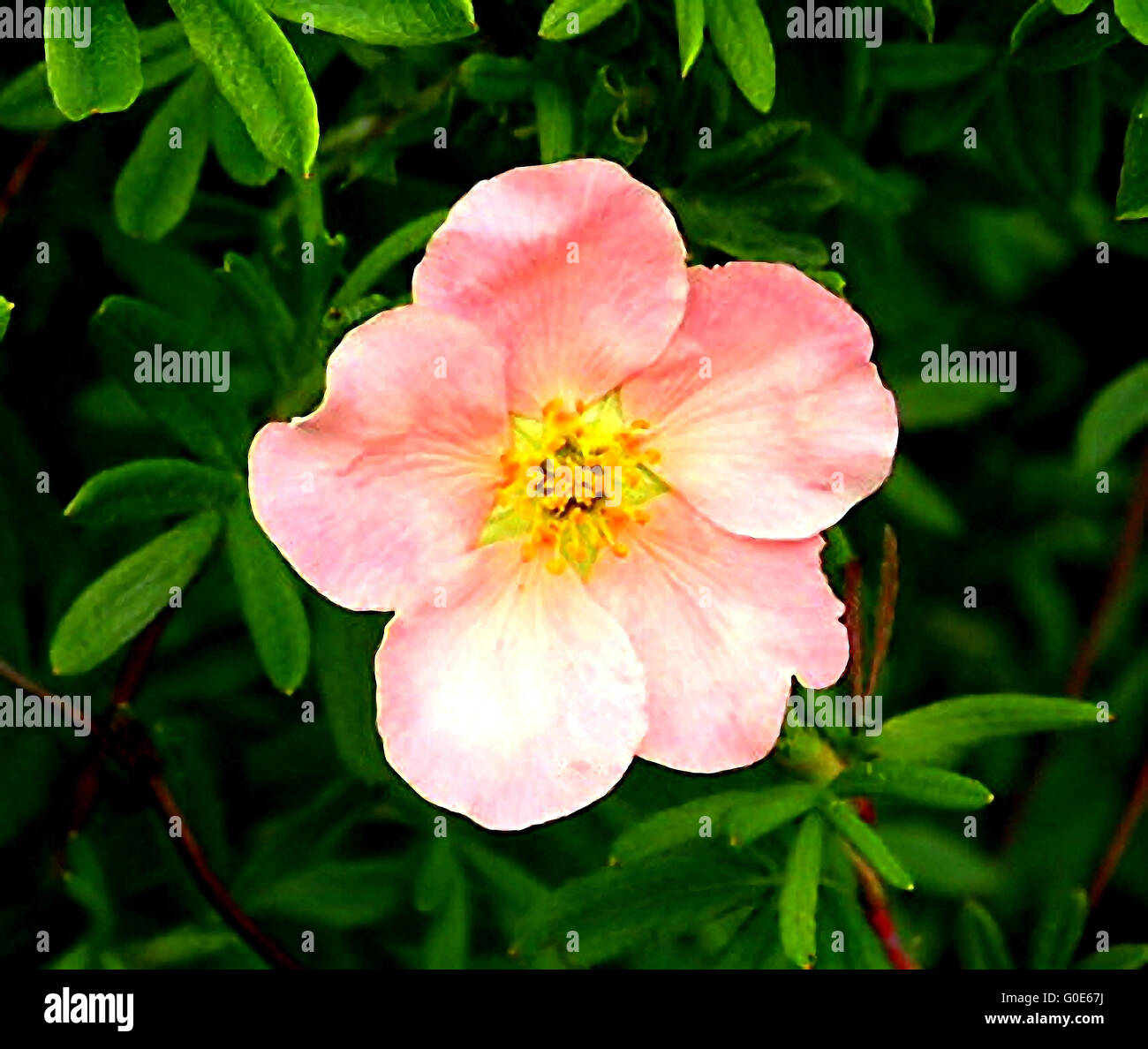 Five-Pink flower on a background of green leaves,illuminated by sunlight. Stock Photo