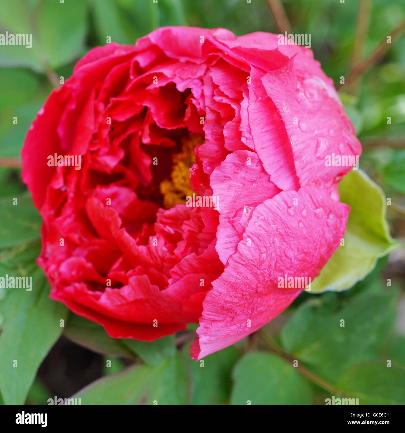 Pink tree peony flower on the bush Stock Photo - Alamy