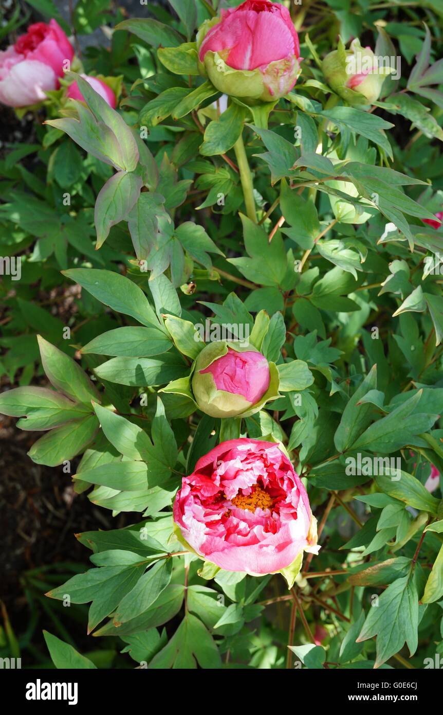 Pink tree peony flower on the bush Stock Photo - Alamy