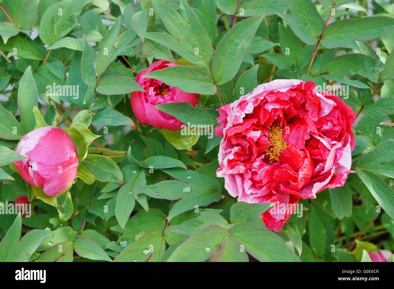 Pink tree peony flower on the bush Stock Photo - Alamy