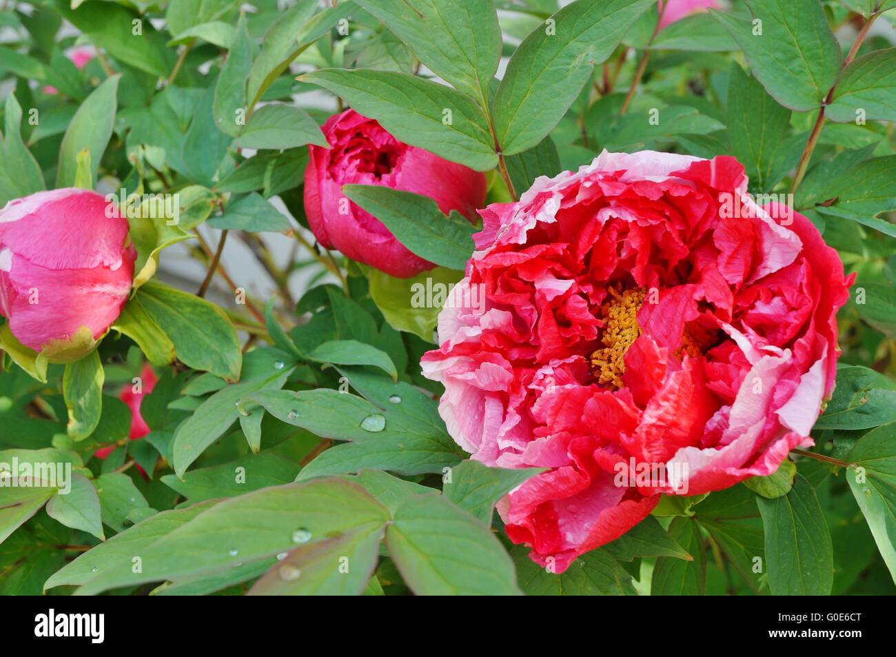 Pink tree peony flower on the bush Stock Photo - Alamy