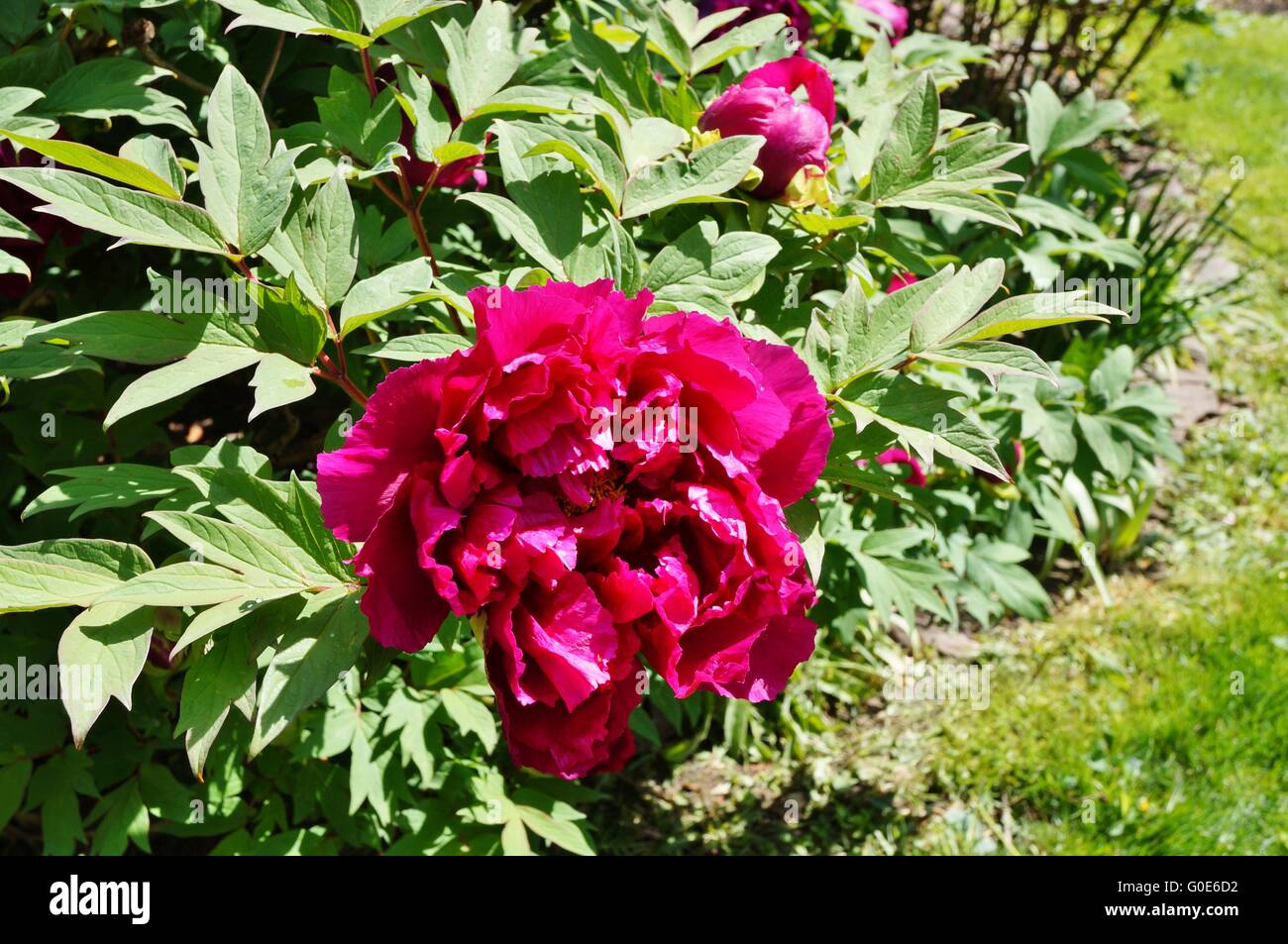 Pink tree peony flower on the bush Stock Photo - Alamy
