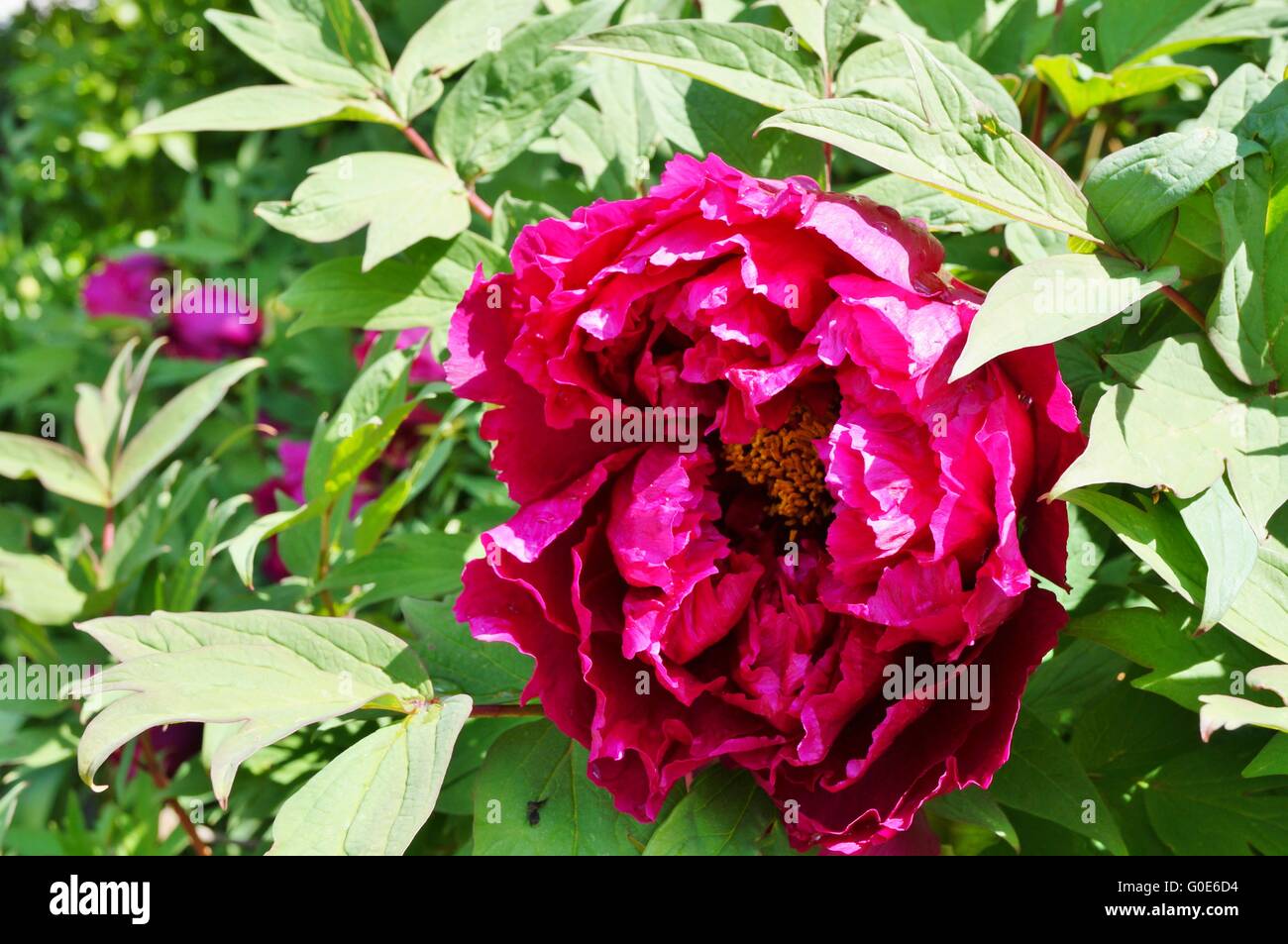 Pink tree peony flower on the bush Stock Photo - Alamy