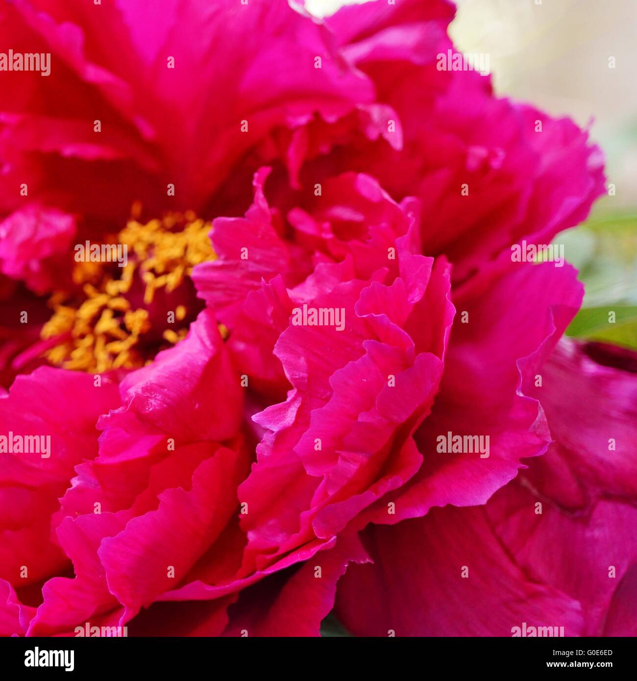 Pink tree peony flower on the bush Stock Photo - Alamy