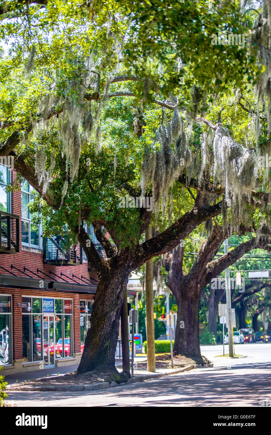 Savannah Georgia  oak tree lined streets Stock Photo
