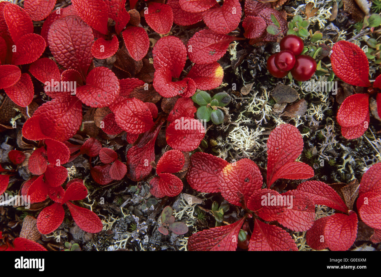 lpine Bearberry the berries appreciated by birds Stock Photo