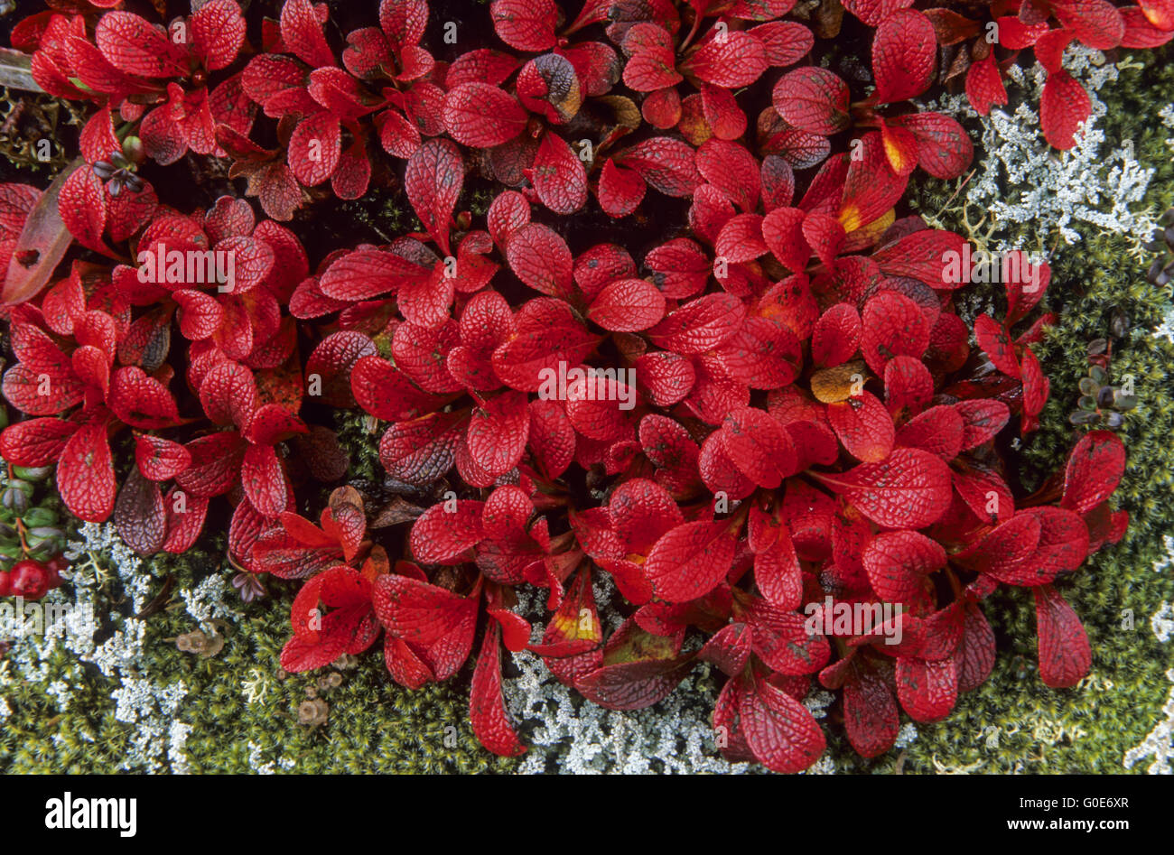 Alpine Bearberry the leaves turn red in autumn Stock Photo