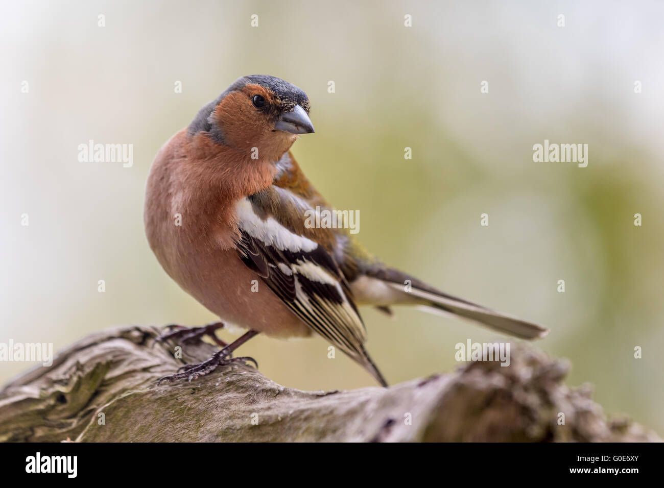 More attentive Chaffinch Stock Photo