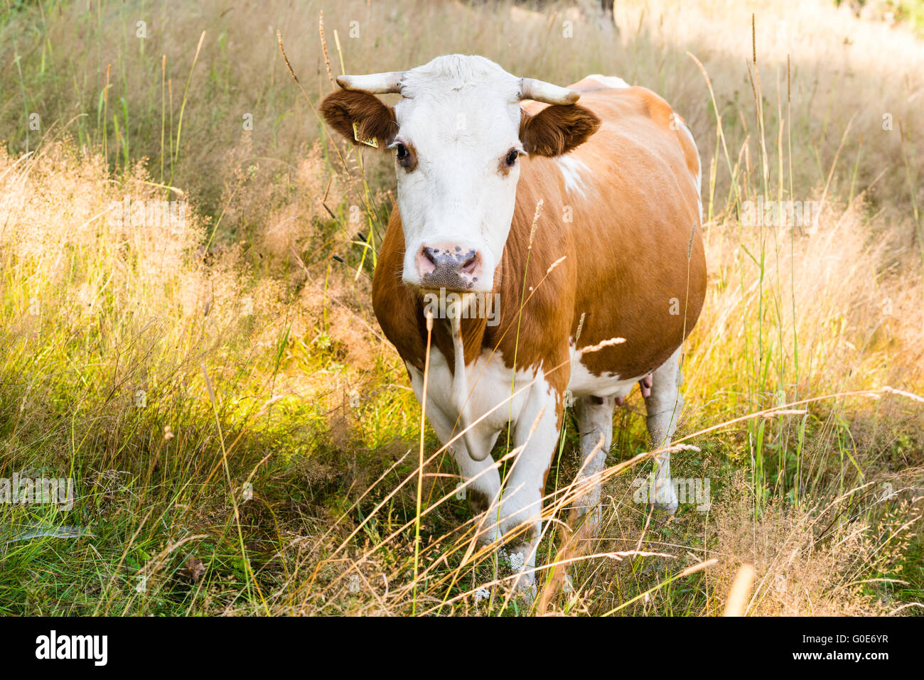 Cow on a summer pasture Stock Photo